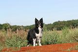 BORDER COLLIE 282